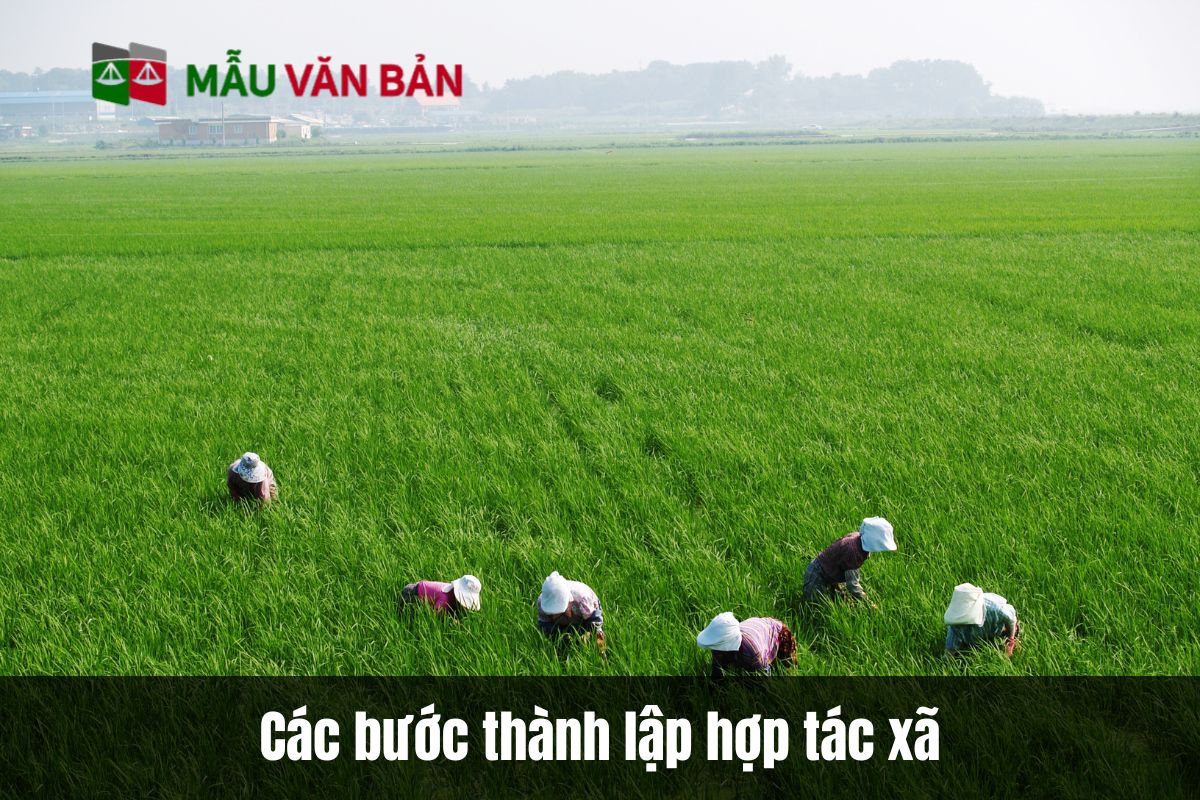 Các bước thành lập hợp tác xã theo quy trình mới nhất