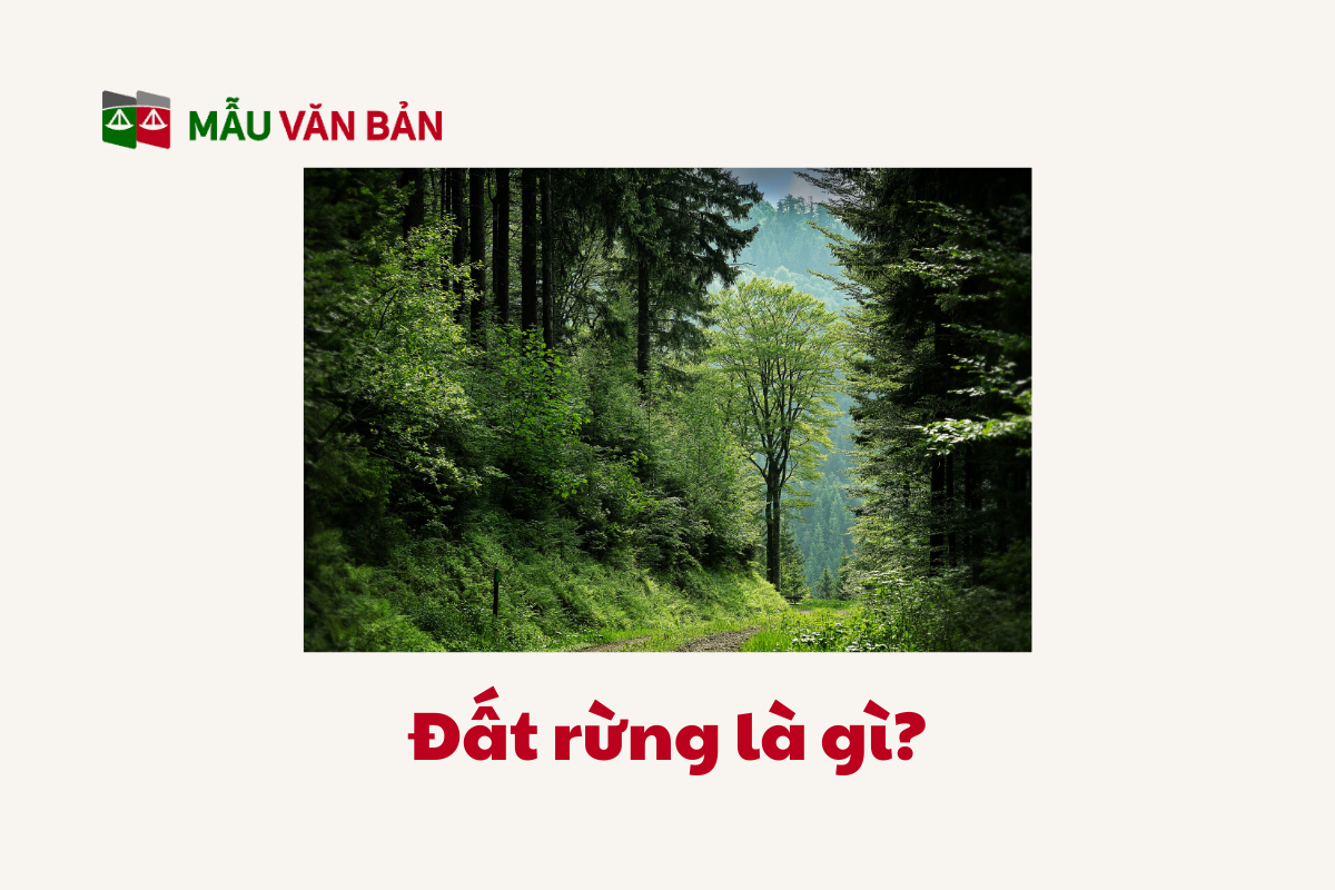 Đất Rừng_1.png