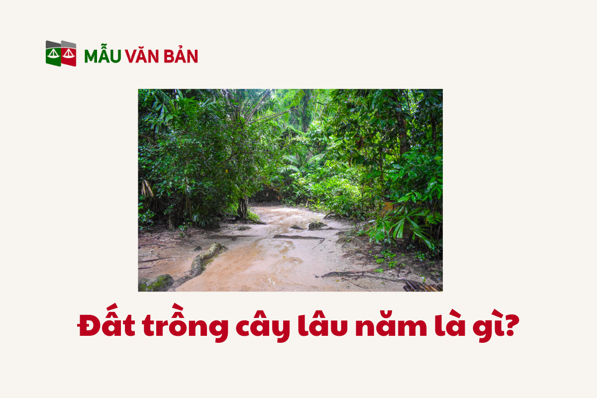 Đất Trồng Cây Lâu Năm_1.png