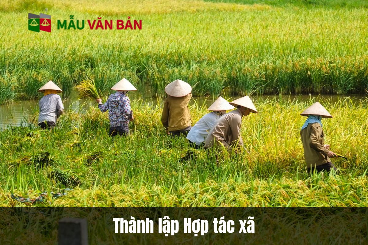 Hướng dẫn thành lập hợp tác xã theo quy định pháp luật mới nhất