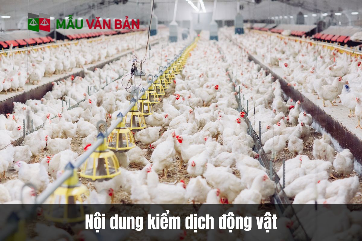 Nội dung kiểm dịch động vật