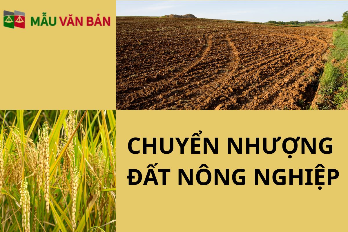 chuyển nhượng đất nông nghiệp (1).jpg